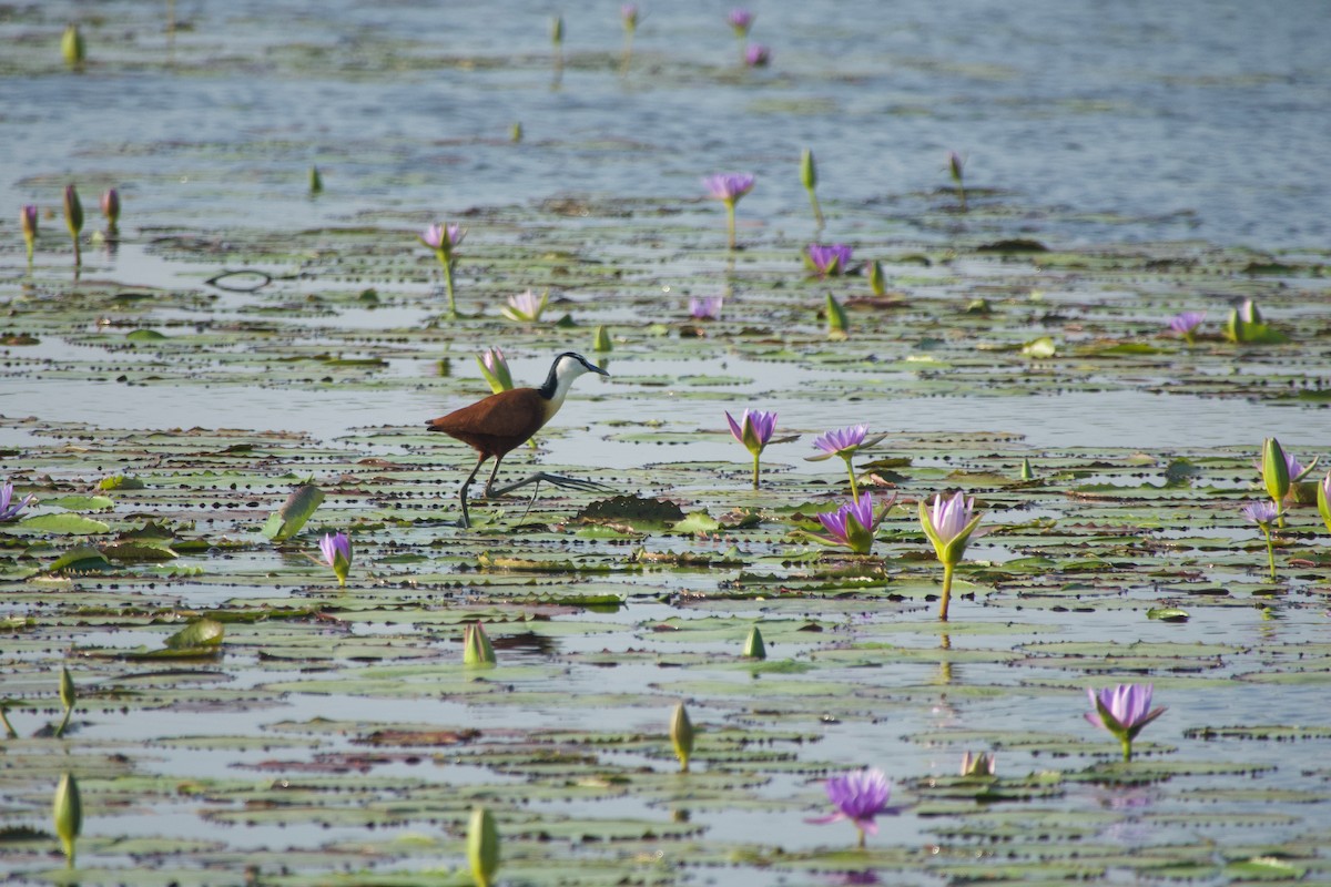 African Jacana - ML646179656