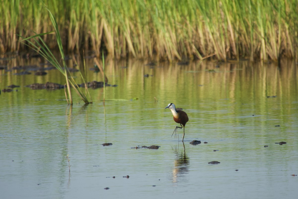 African Jacana - ML646179657