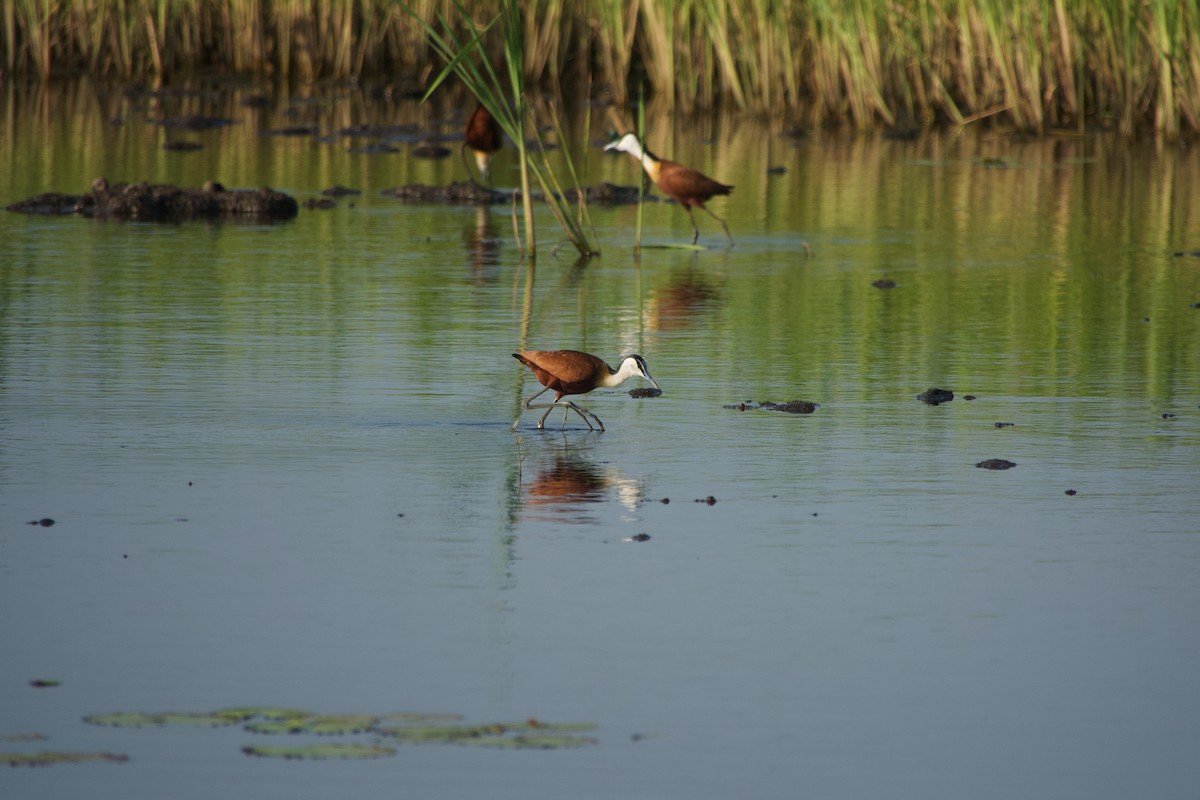 African Jacana - ML646179659
