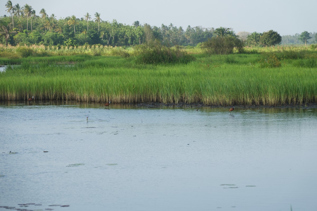African Jacana - ML646179660