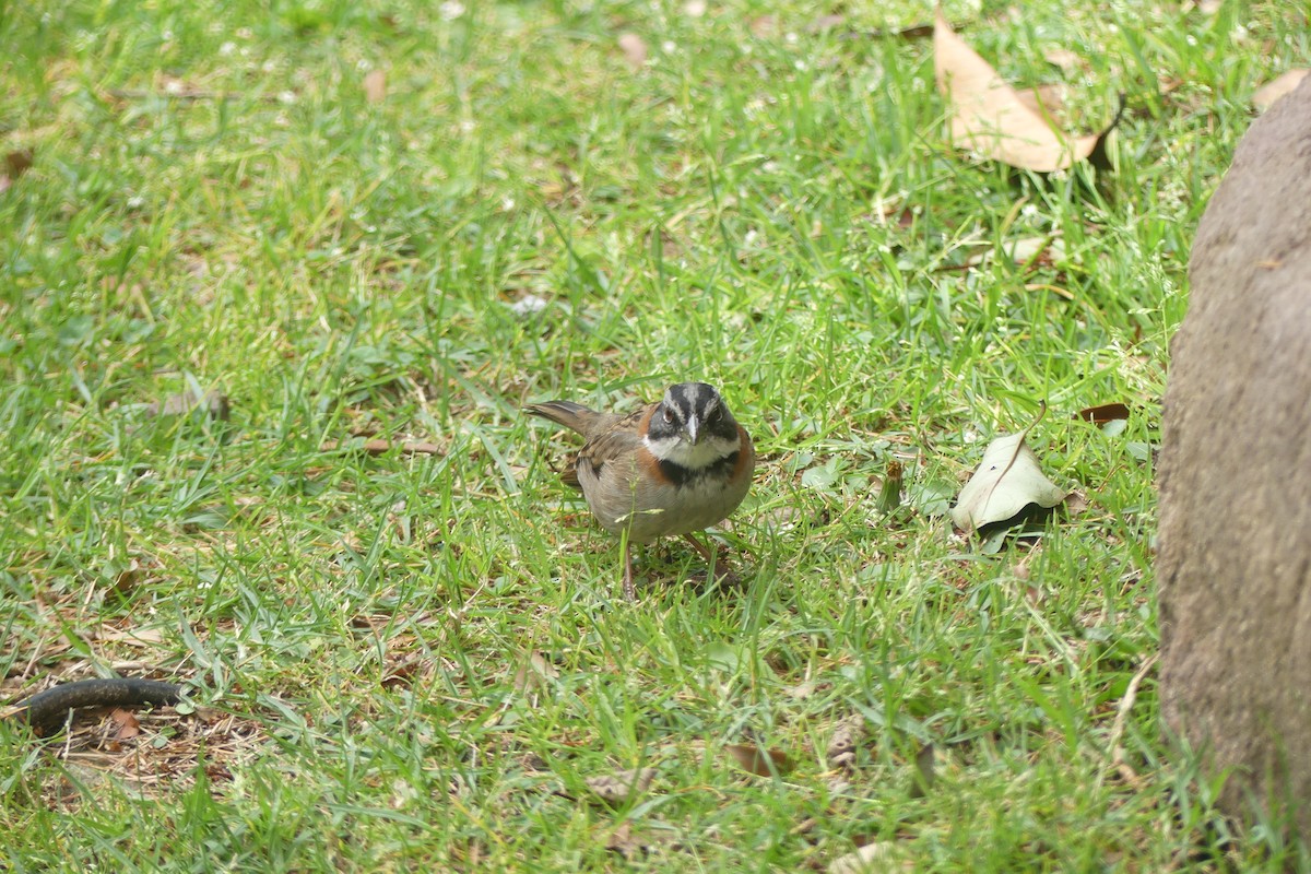 Rufous-collared Sparrow - ML646179671