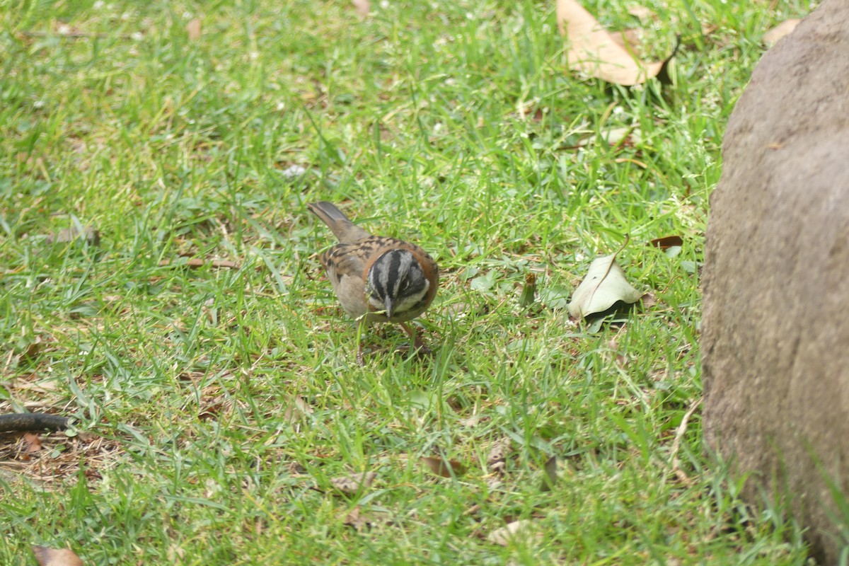 Rufous-collared Sparrow - ML646179672