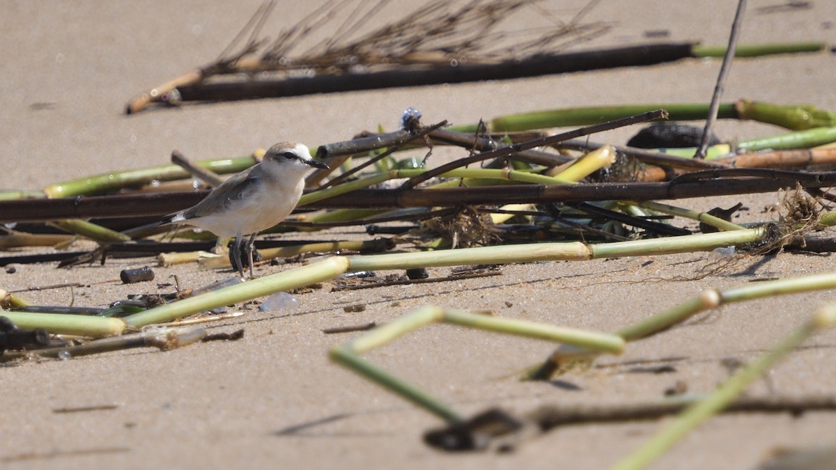 White-fronted Plover - ML646179677