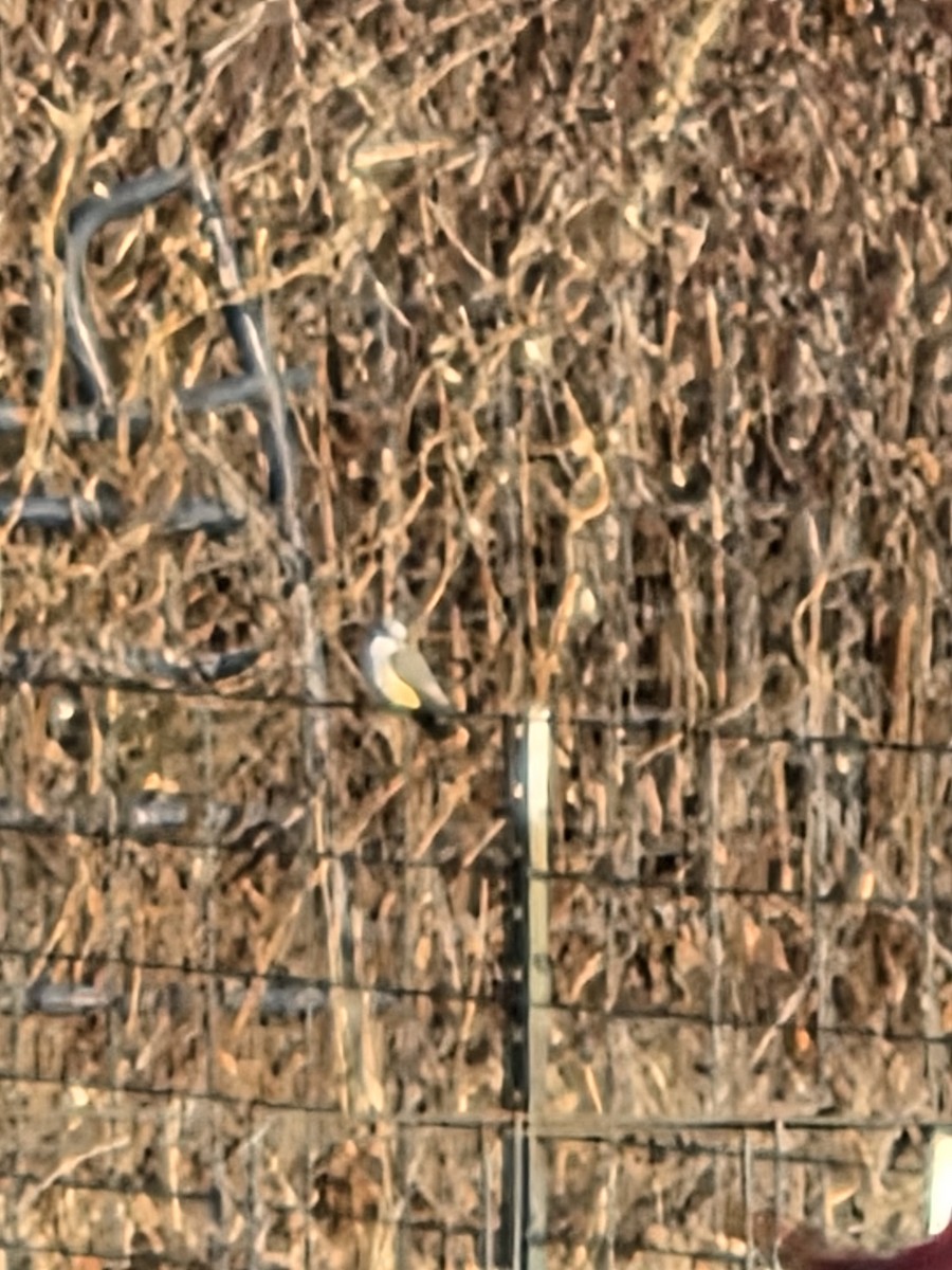 Scissor-tailed Flycatcher - ML646179678