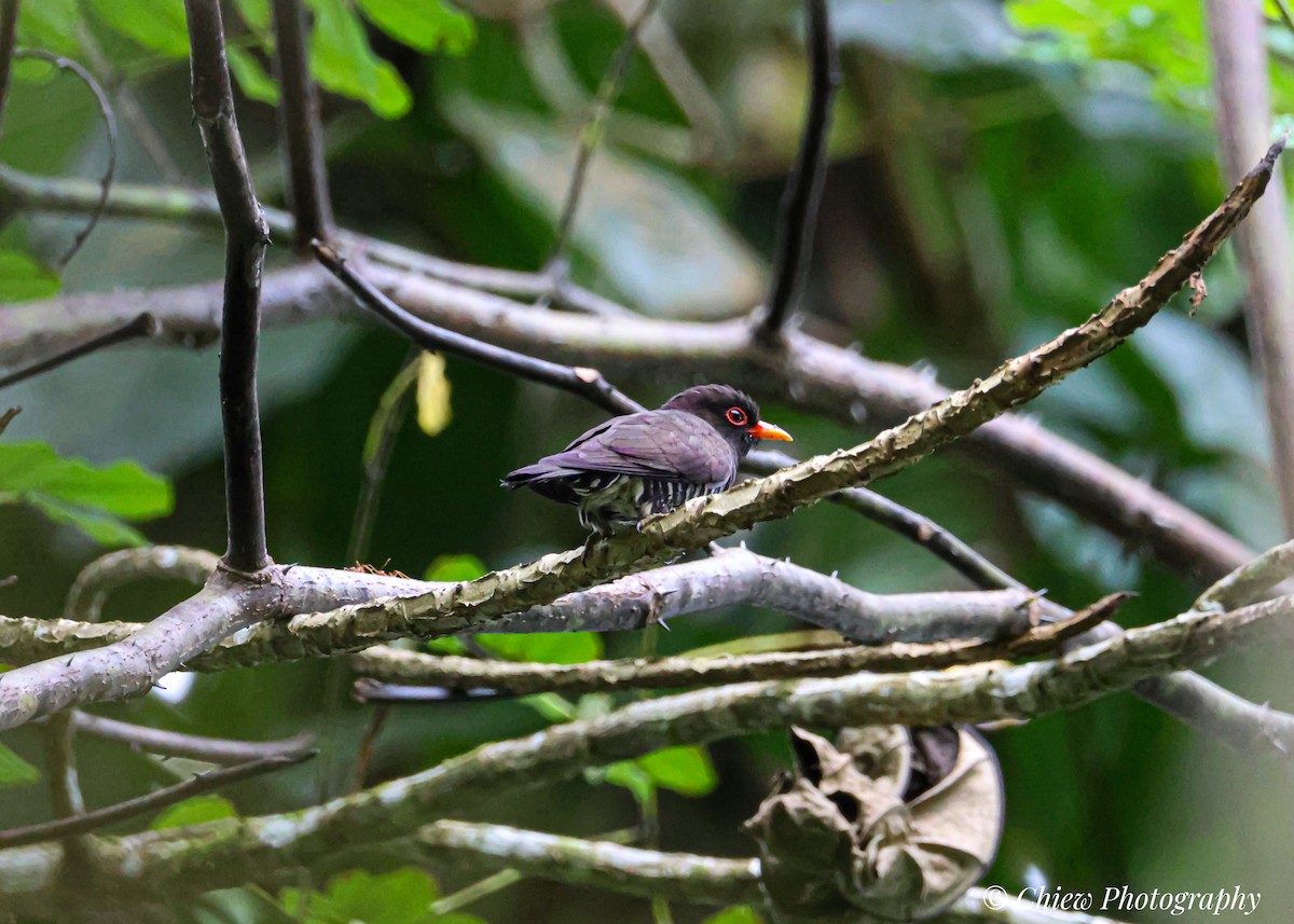 Violet Cuckoo - ML646179679