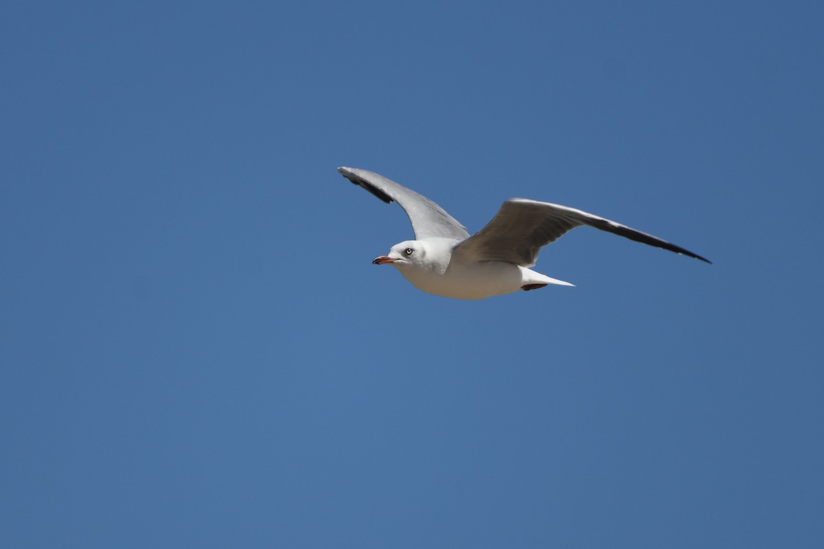 Gray-hooded Gull - ML646179681