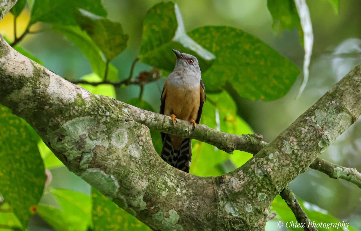 Plaintive Cuckoo - ML646179685