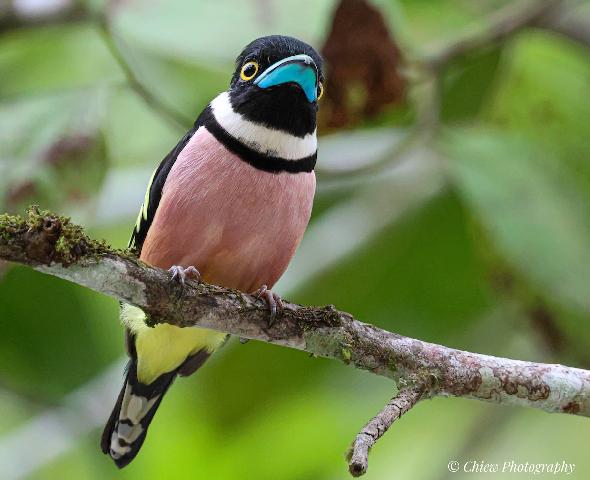 Black-and-yellow Broadbill - ML646179695