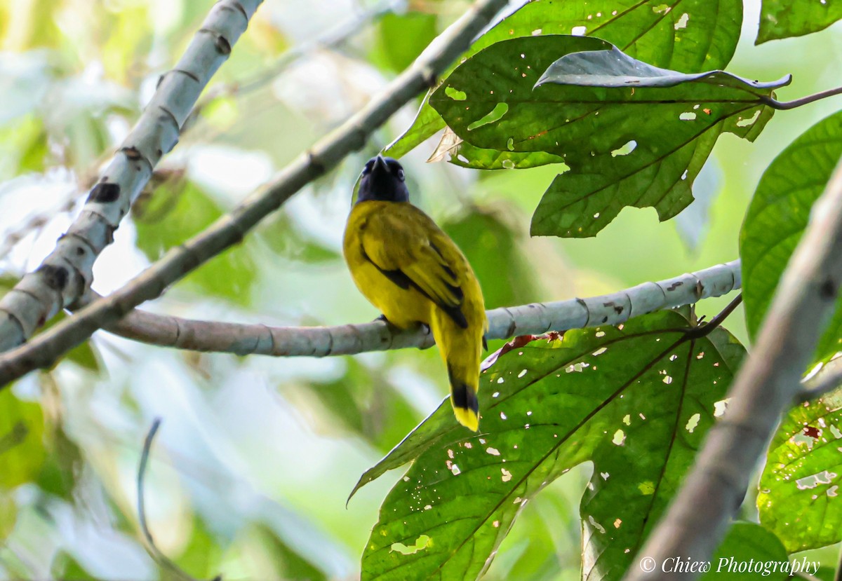Black-headed Bulbul - ML646179701