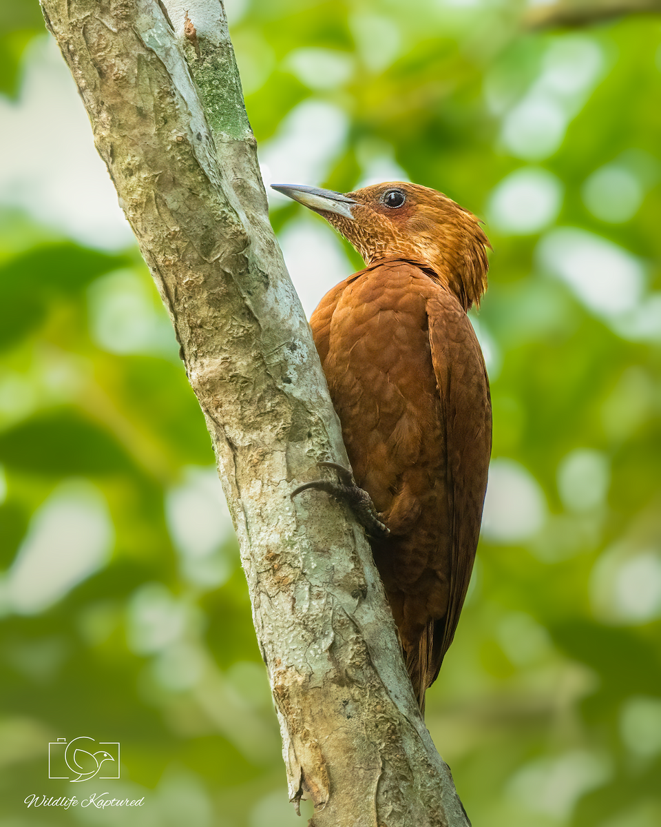 Rufous Woodpecker - ML646179710