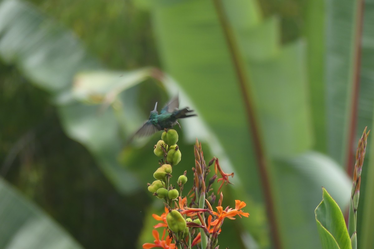 Colibrí Rutilante - ML646179714
