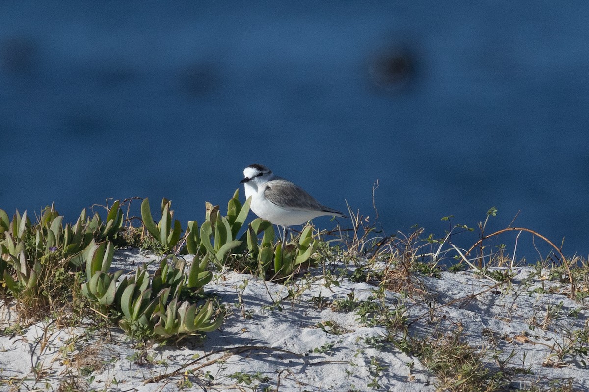 White-fronted Plover - ML646179716