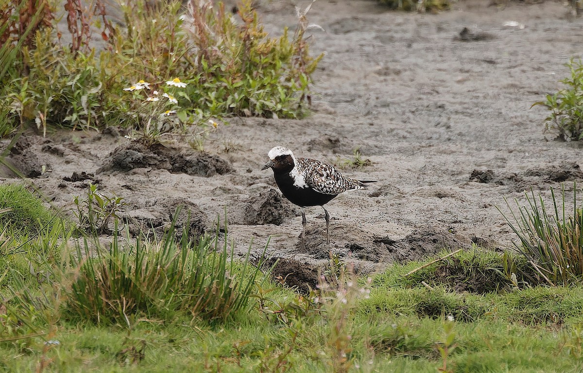 kulík bledý - ML646179718