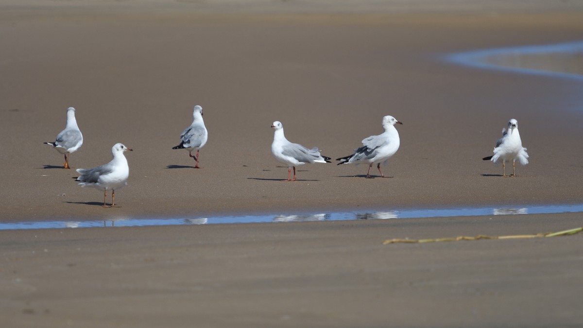 Gray-hooded Gull - ML646179721
