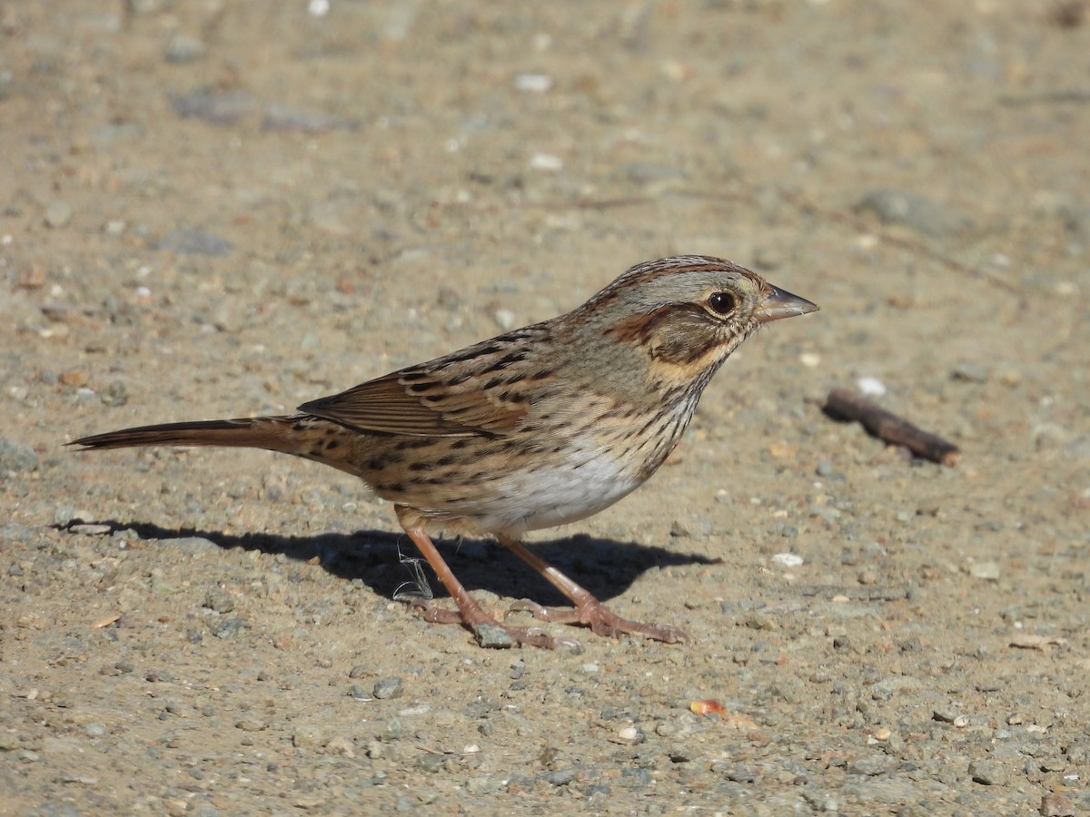 Lincoln's Sparrow - ML646179725