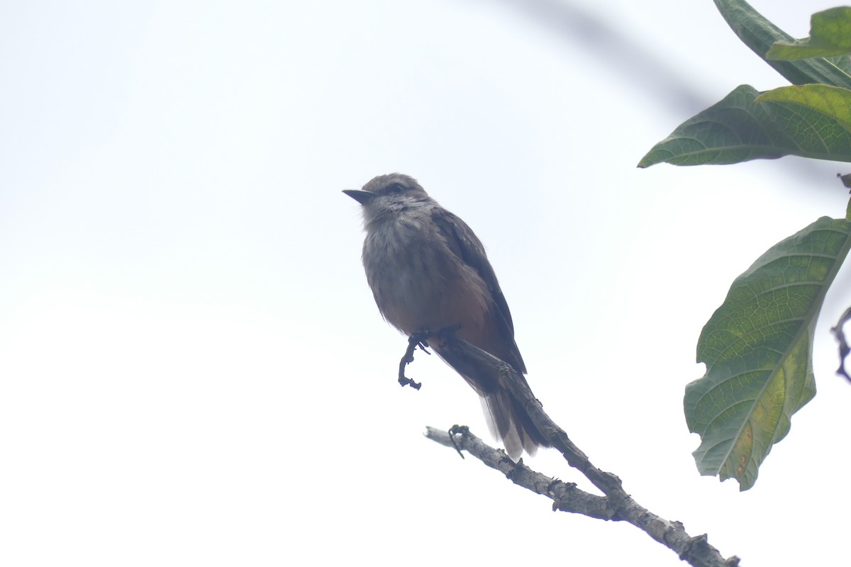 Vermilion Flycatcher - ML646179745