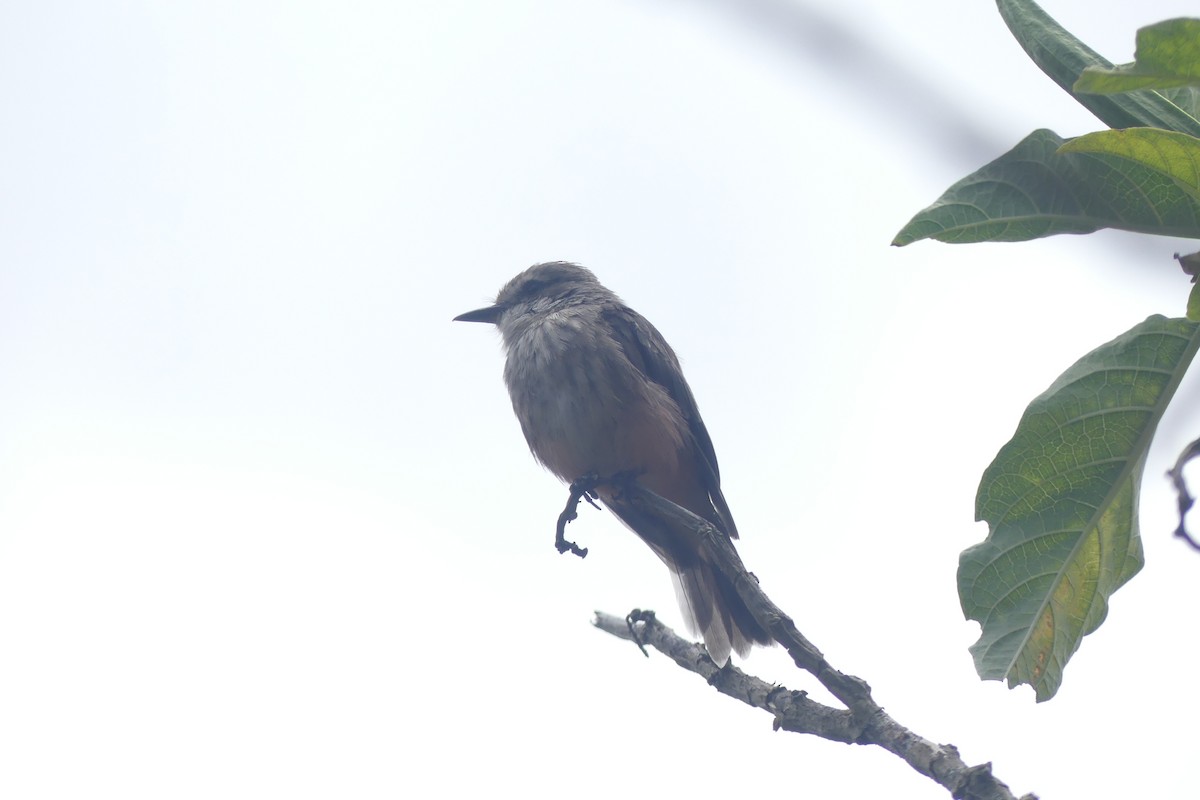 Vermilion Flycatcher - ML646179746