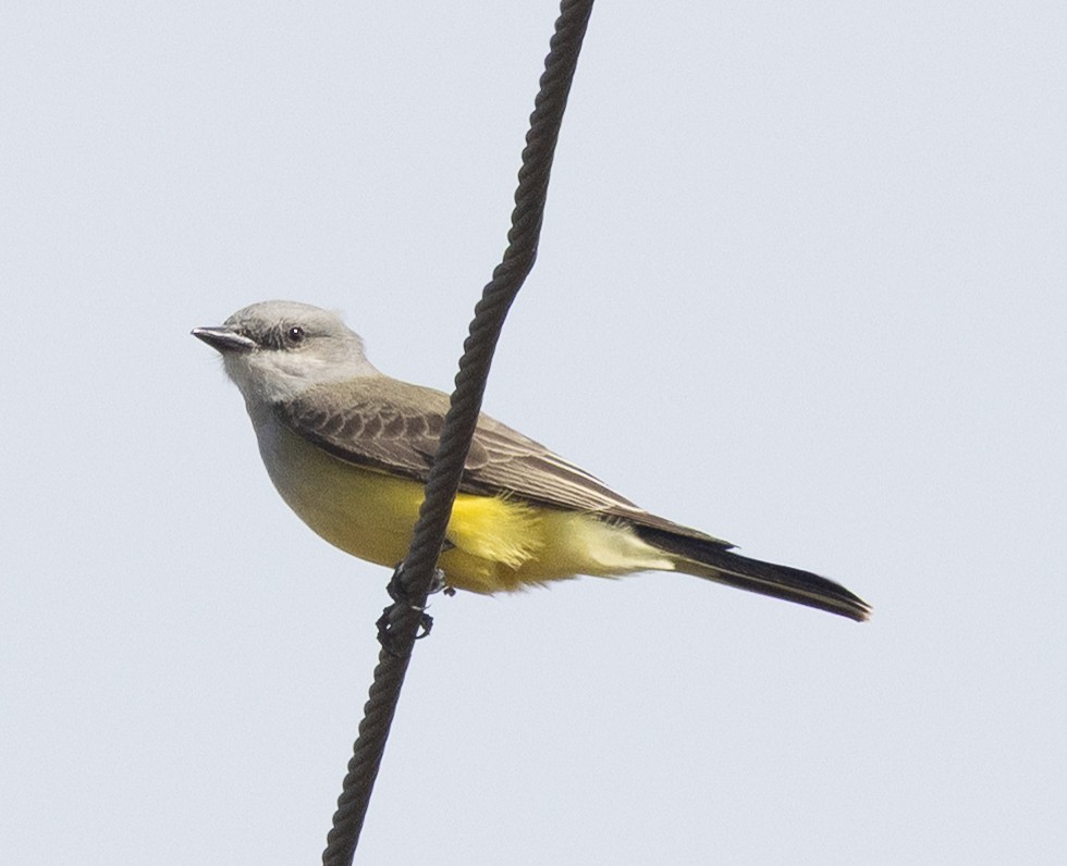 Western Kingbird - ML646179749