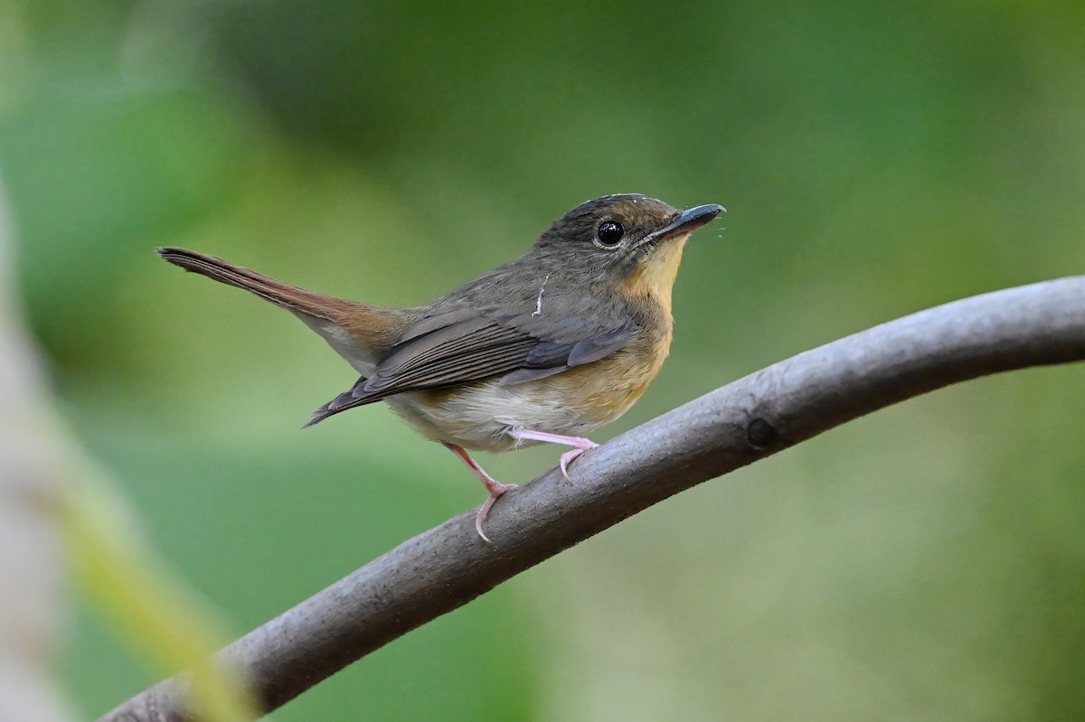 Large Blue Flycatcher - ML646179750