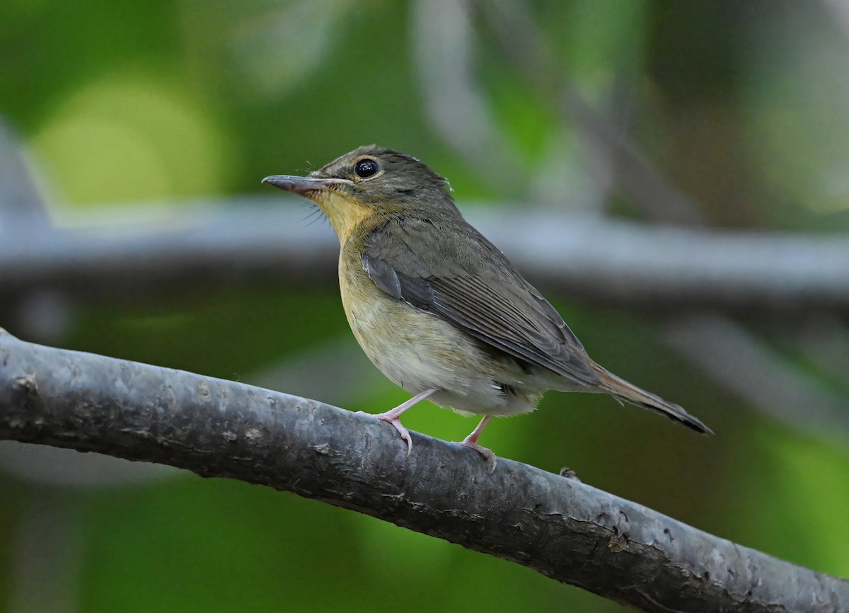 Large Blue Flycatcher - ML646179751