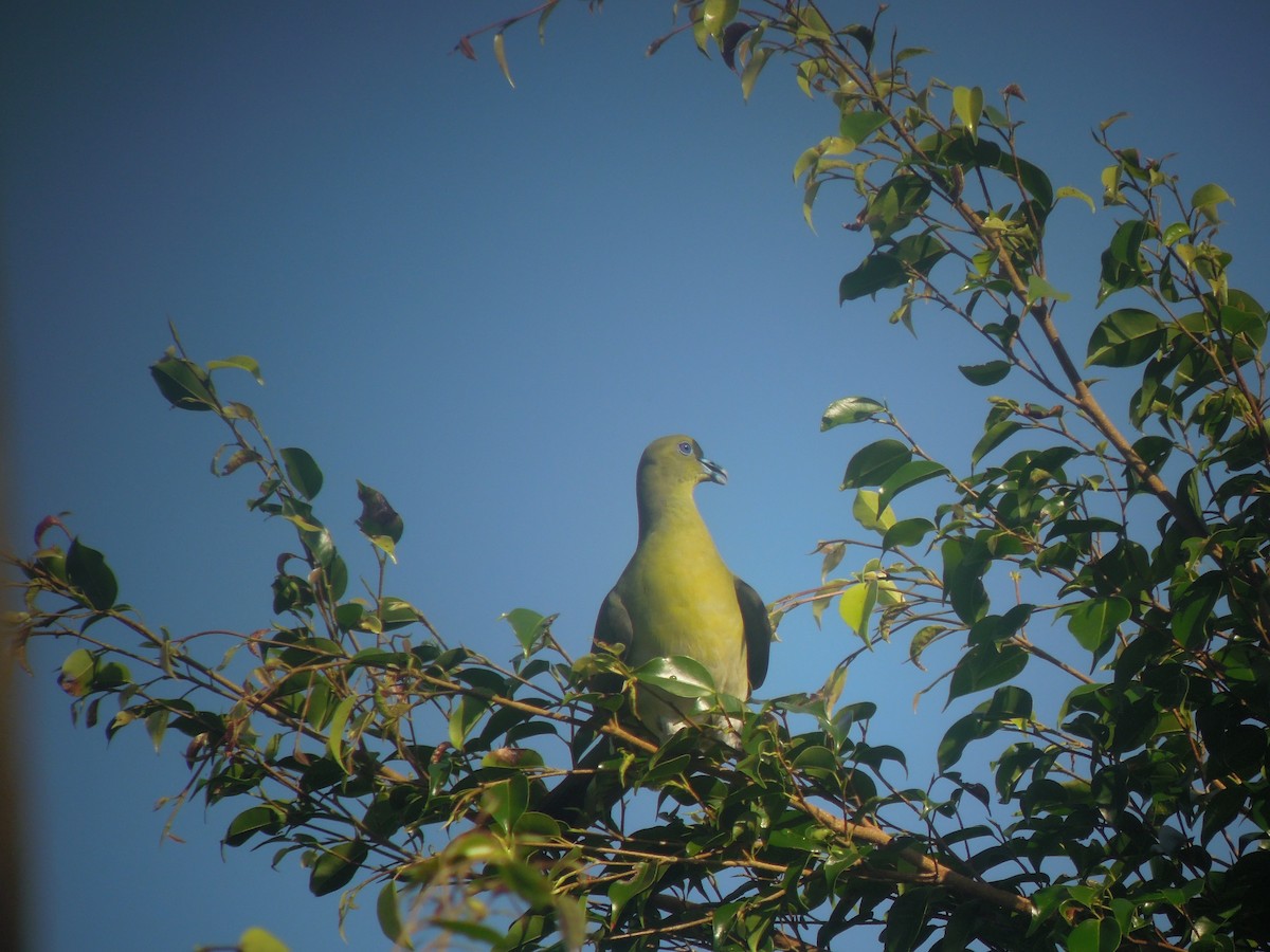 White-bellied Green-Pigeon - ML646179752