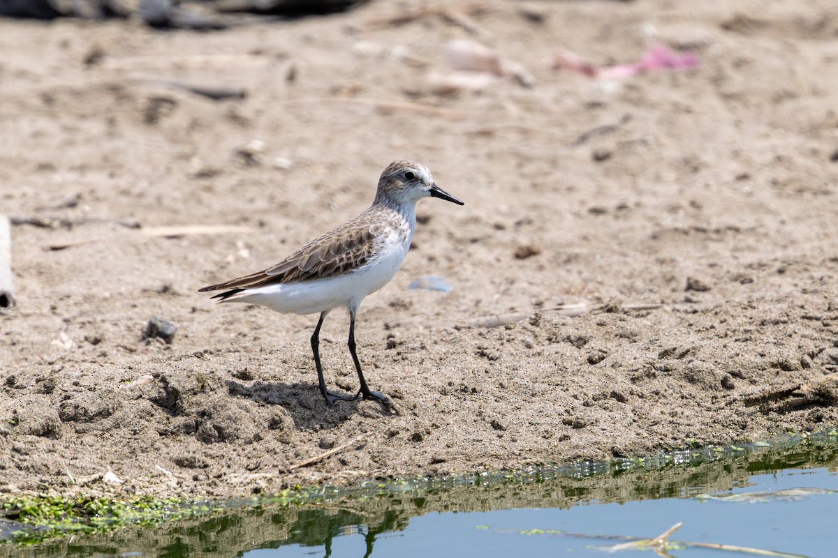 Semipalmated Sandpiper - ML646179755