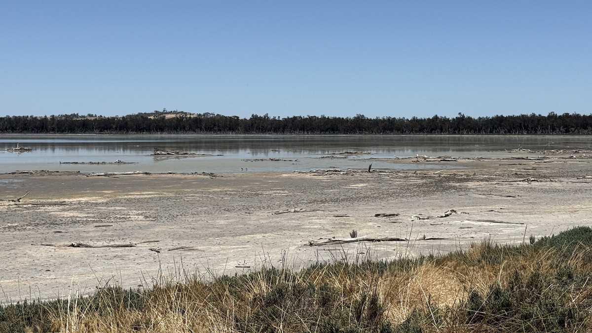 Hooded Plover - ML646179757