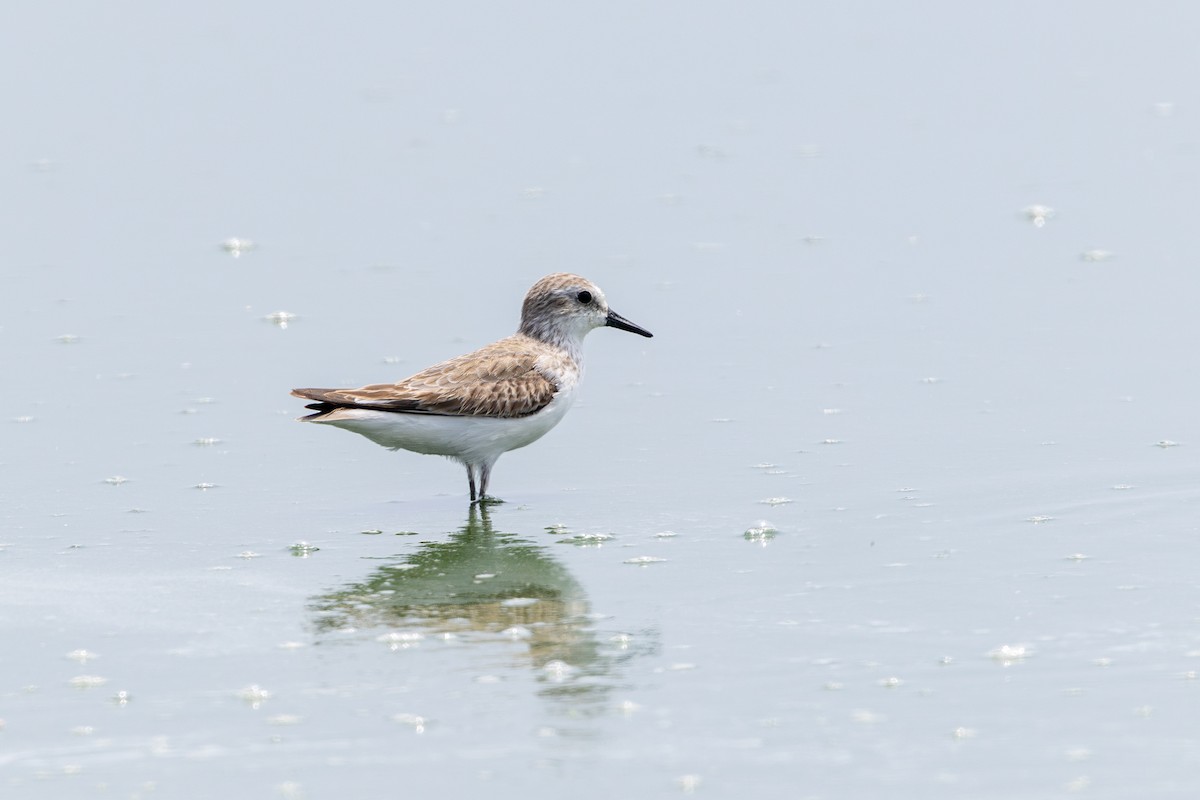 Semipalmated Sandpiper - ML646179766
