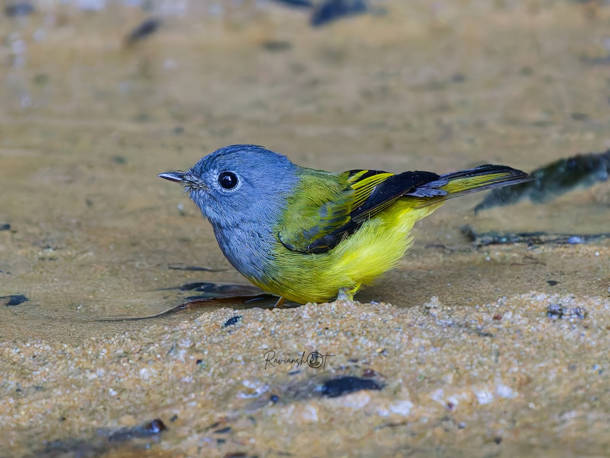 gråhodefluejeger - ML646179767