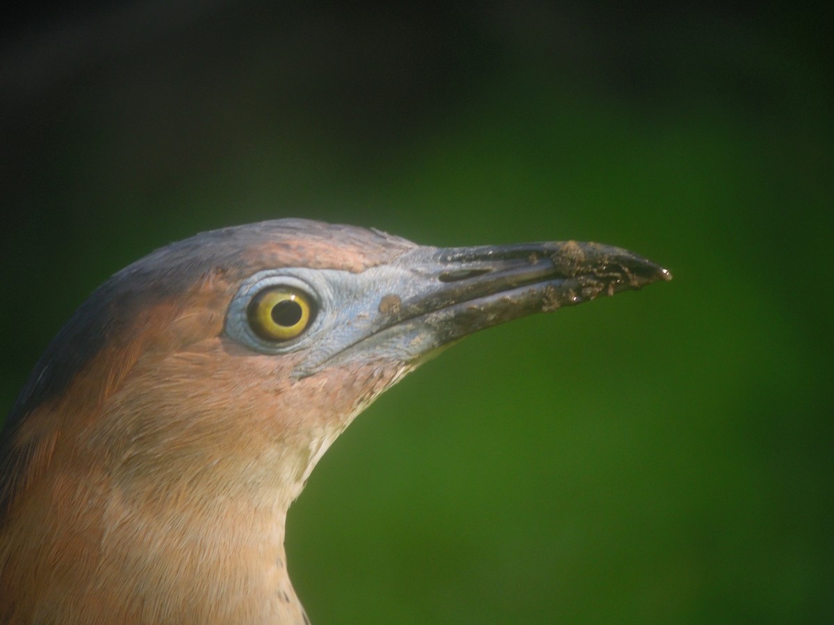 Malayan Night Heron - ML646179772