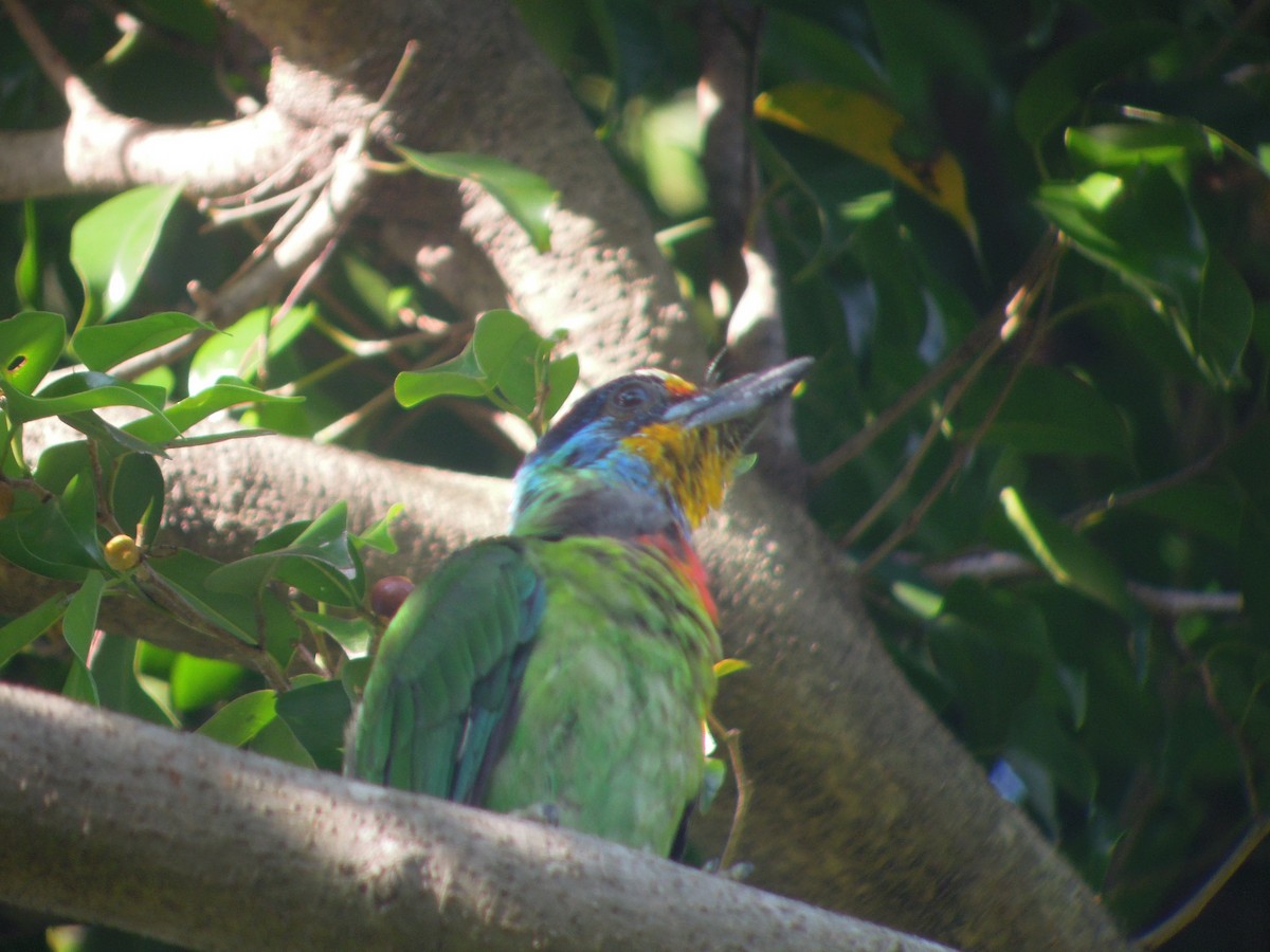 Taiwan Barbet - ML646179781