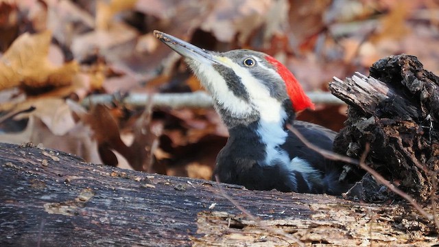 hvitbrynsvartspett - ML646179783