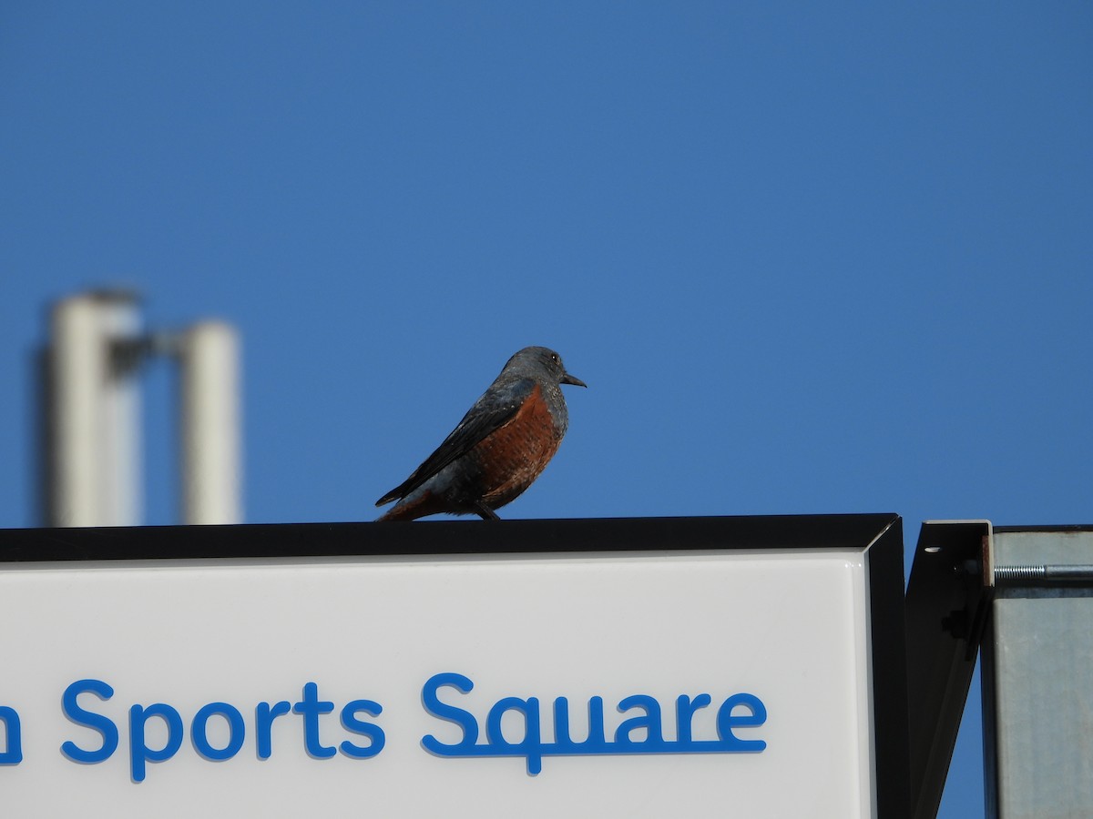 blåtrost - ML646179792