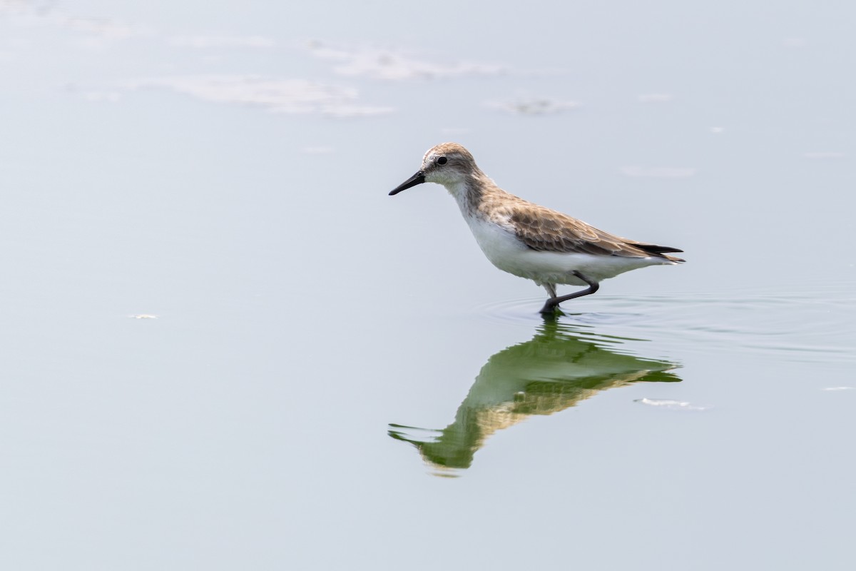 Semipalmated Sandpiper - ML646179795