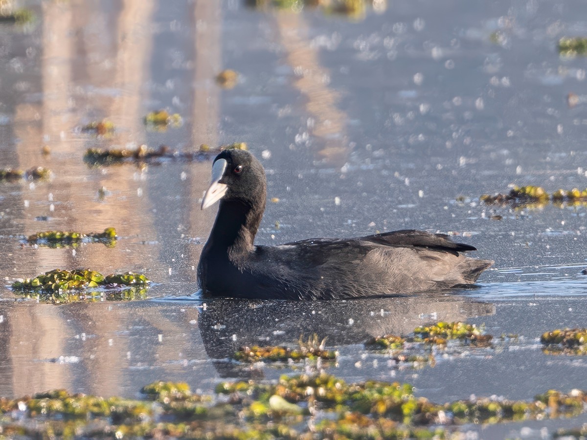 lyska černá - ML646179799