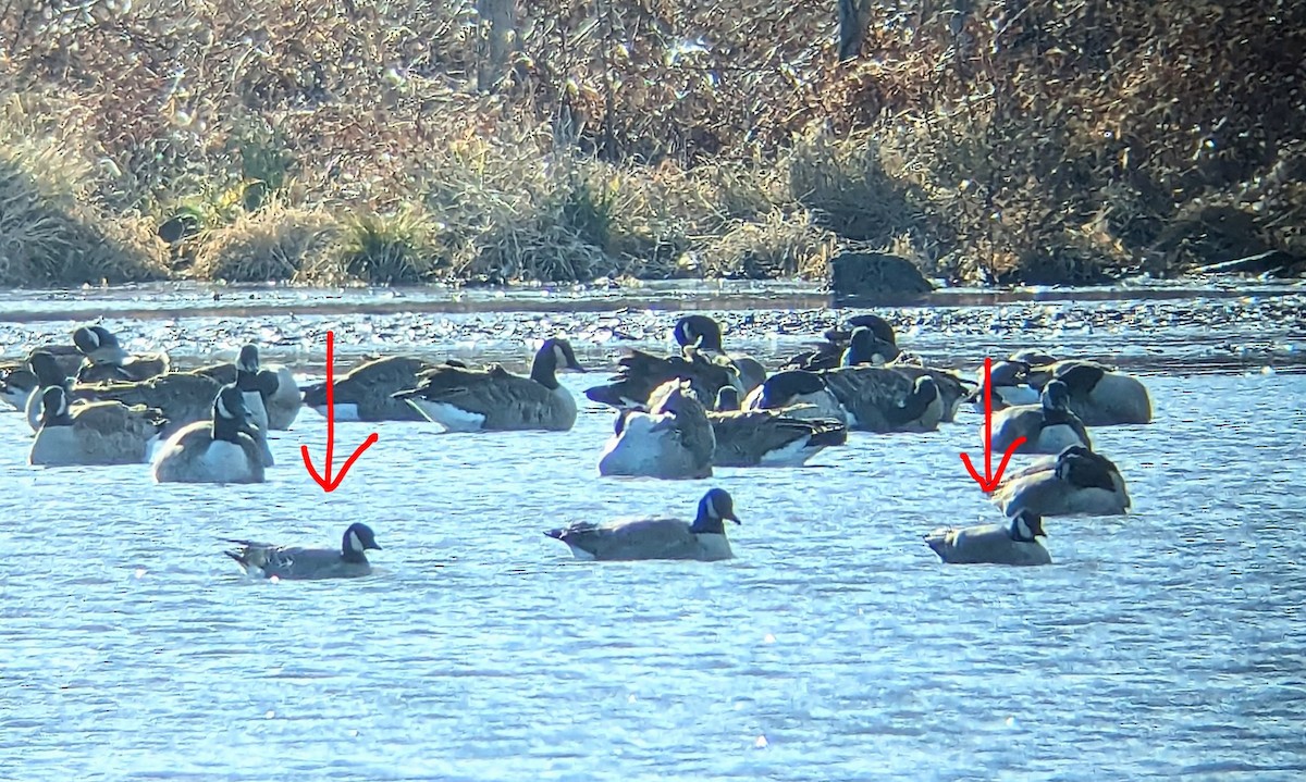 berneška malá - ML646179801