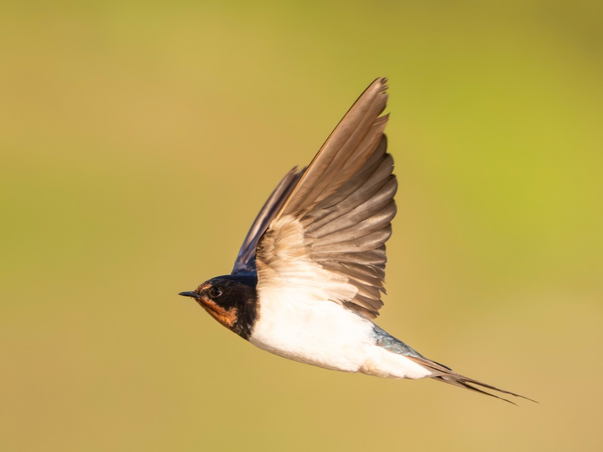 Ластівка сільська - ML646179803