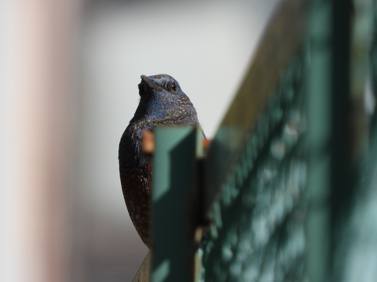 blåtrost - ML646179822