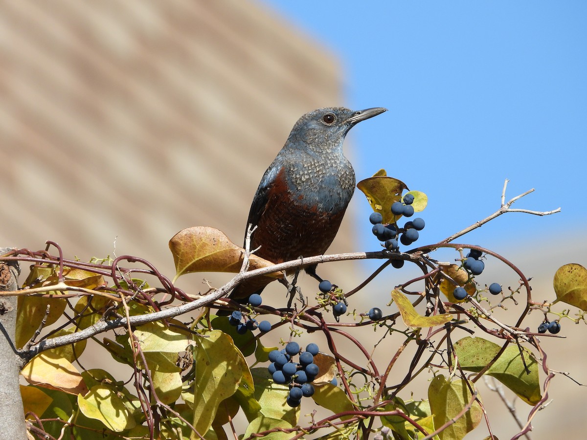 blåtrost - ML646179826