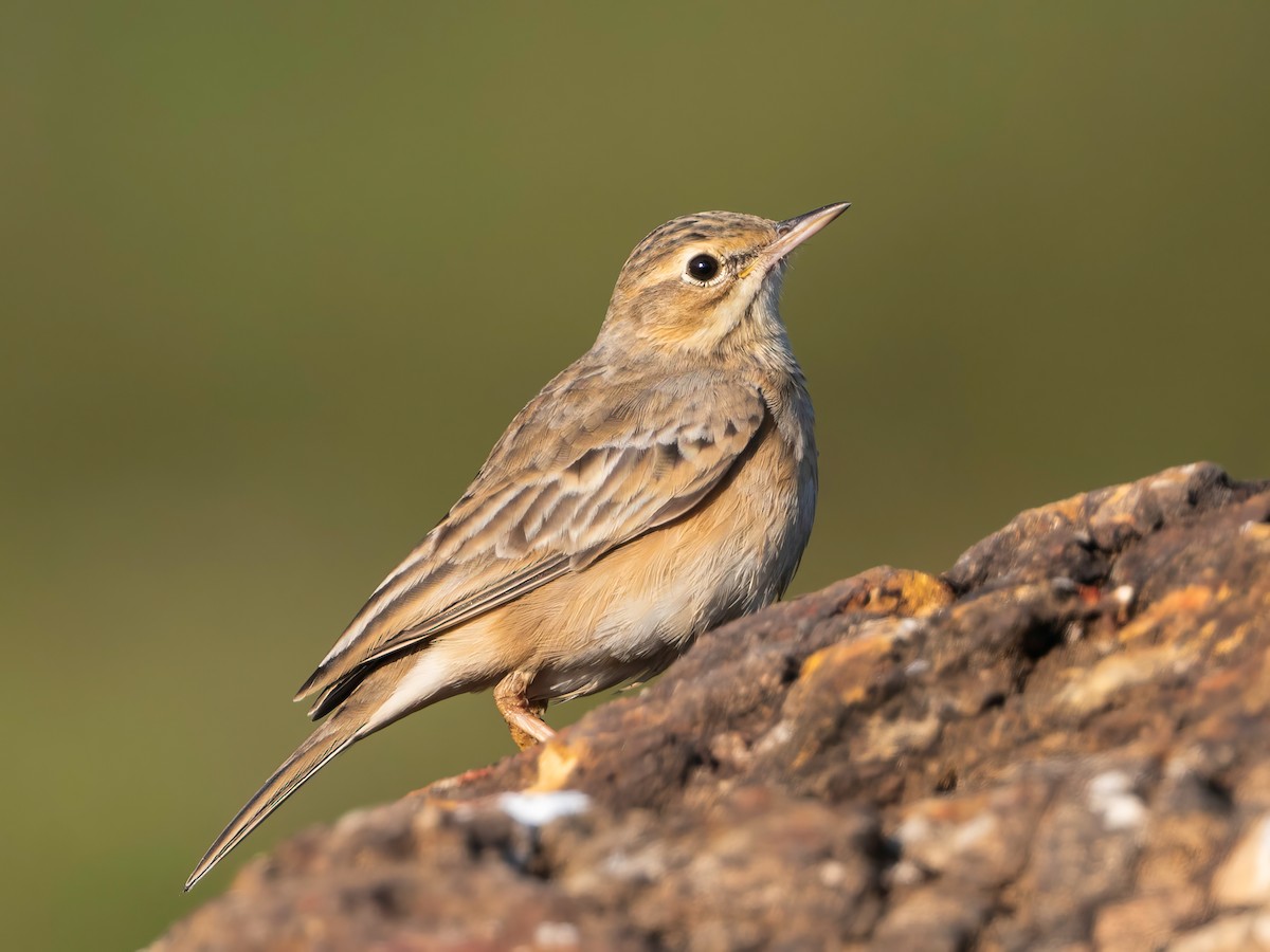 linduška rýžová - ML646179829