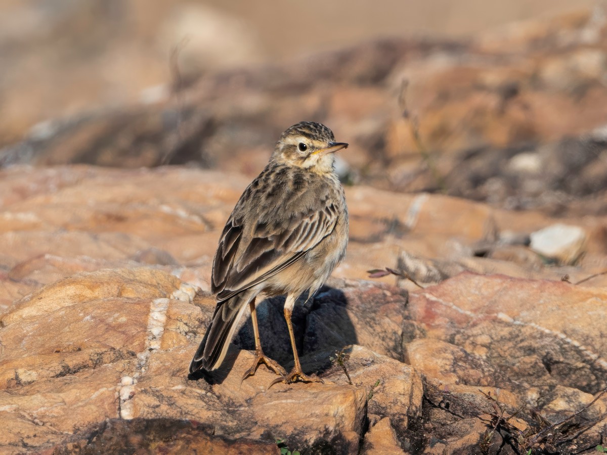 linduška rýžová - ML646179830