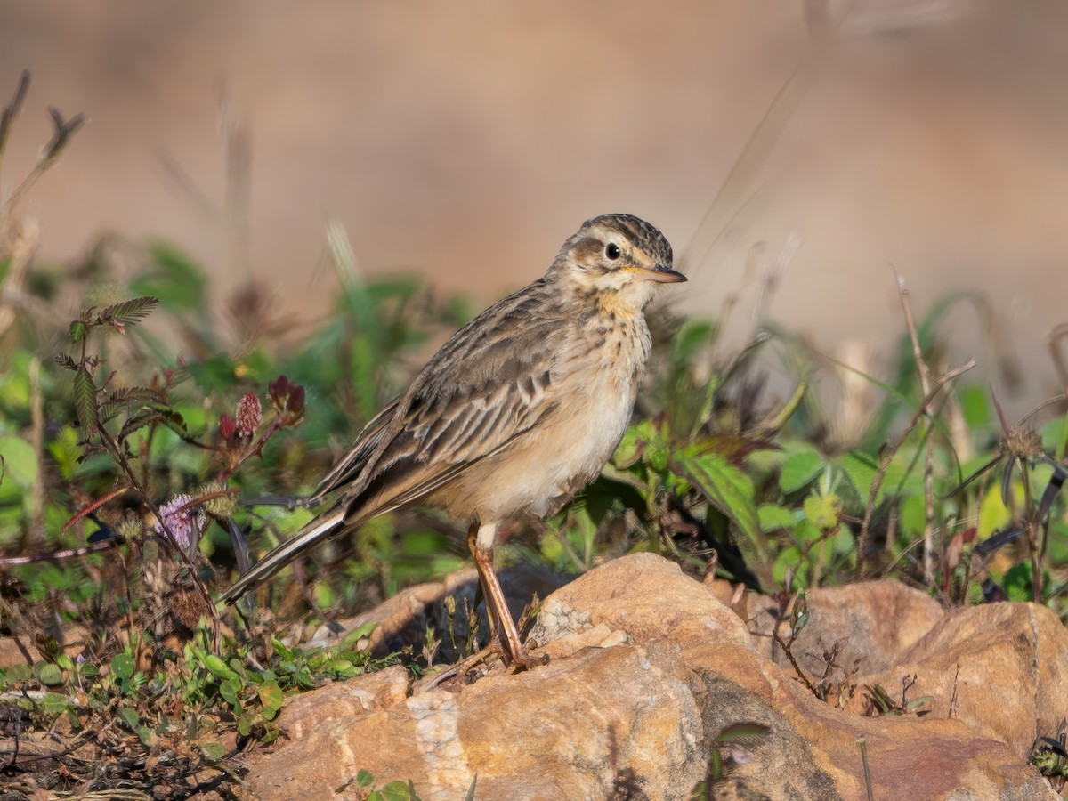 linduška rýžová - ML646179831