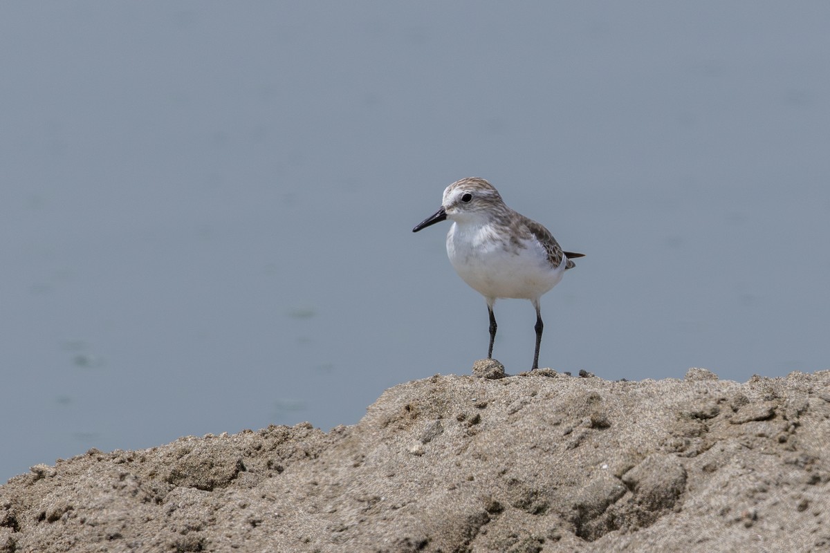 Semipalmated Sandpiper - ML646179835