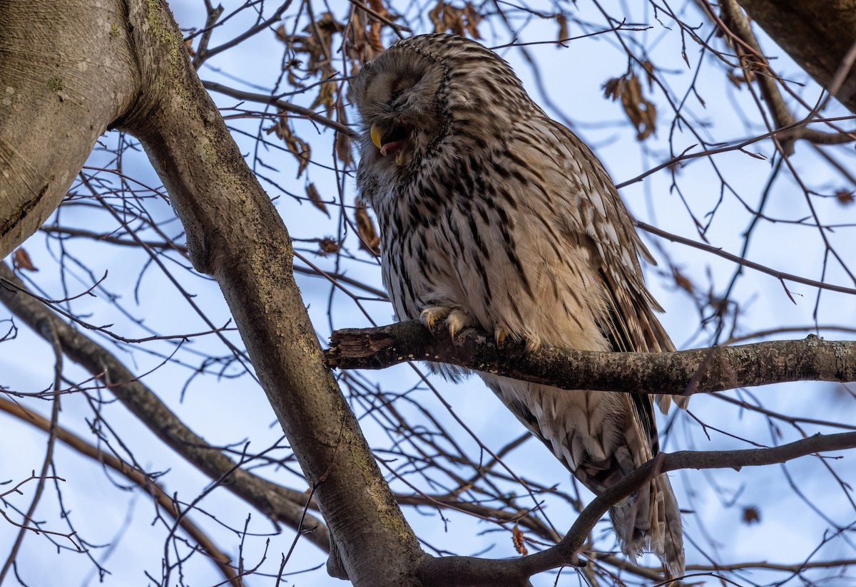 Ural Owl - ML646179843