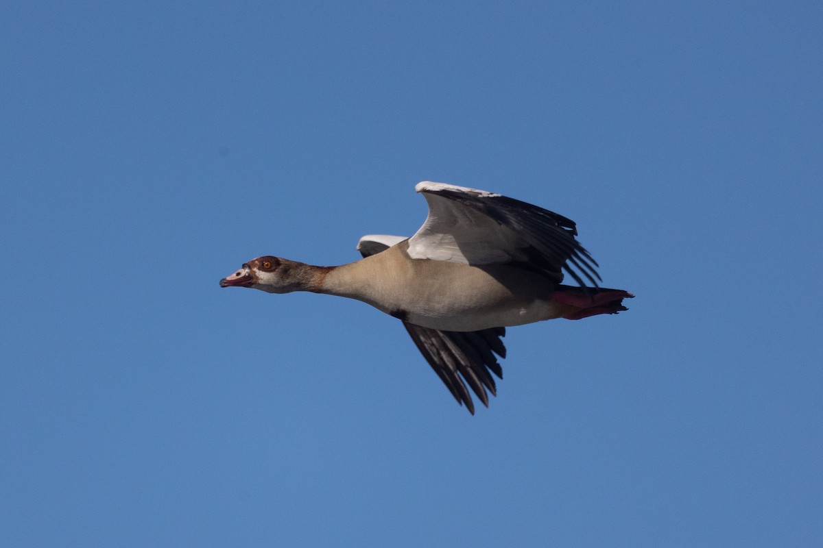 Egyptian Goose - ML646179849