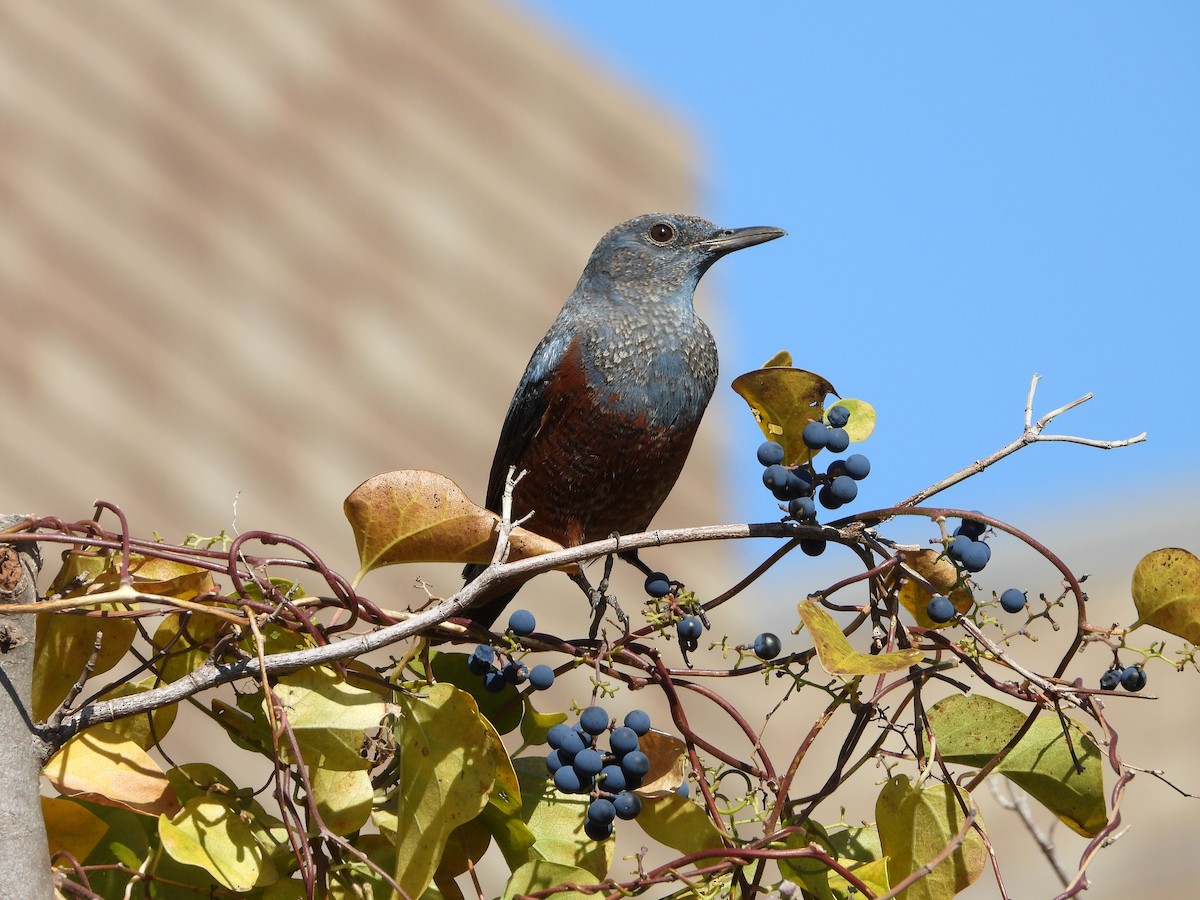 blåtrost - ML646179850