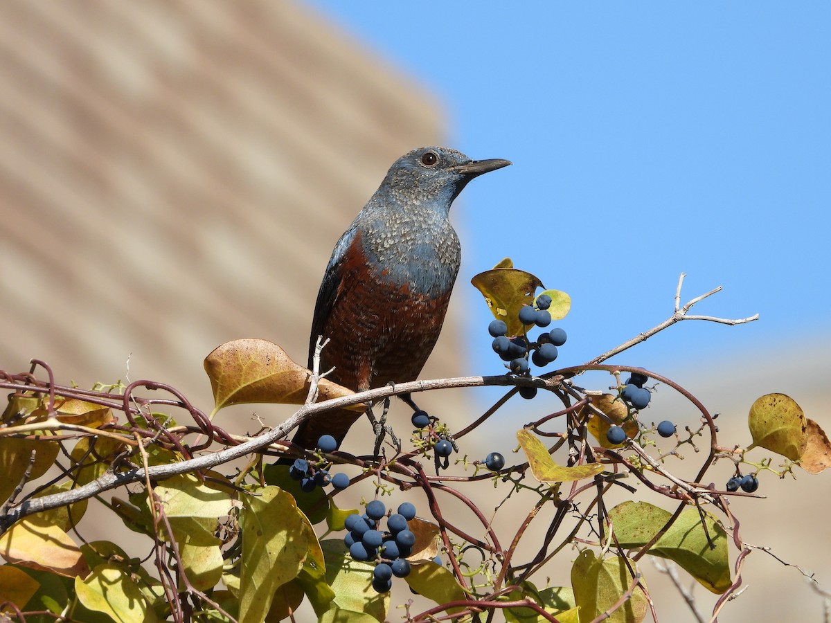 blåtrost - ML646179851