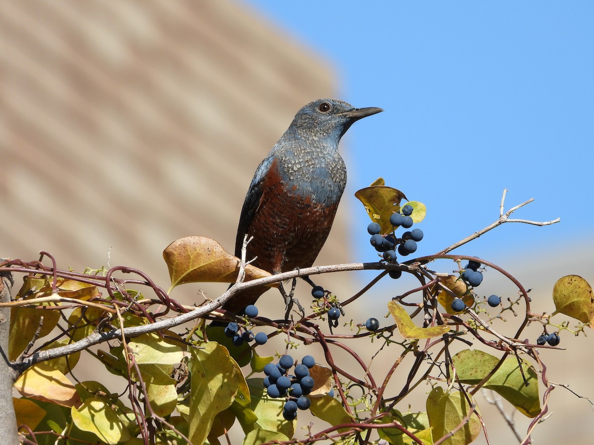 blåtrost - ML646179852