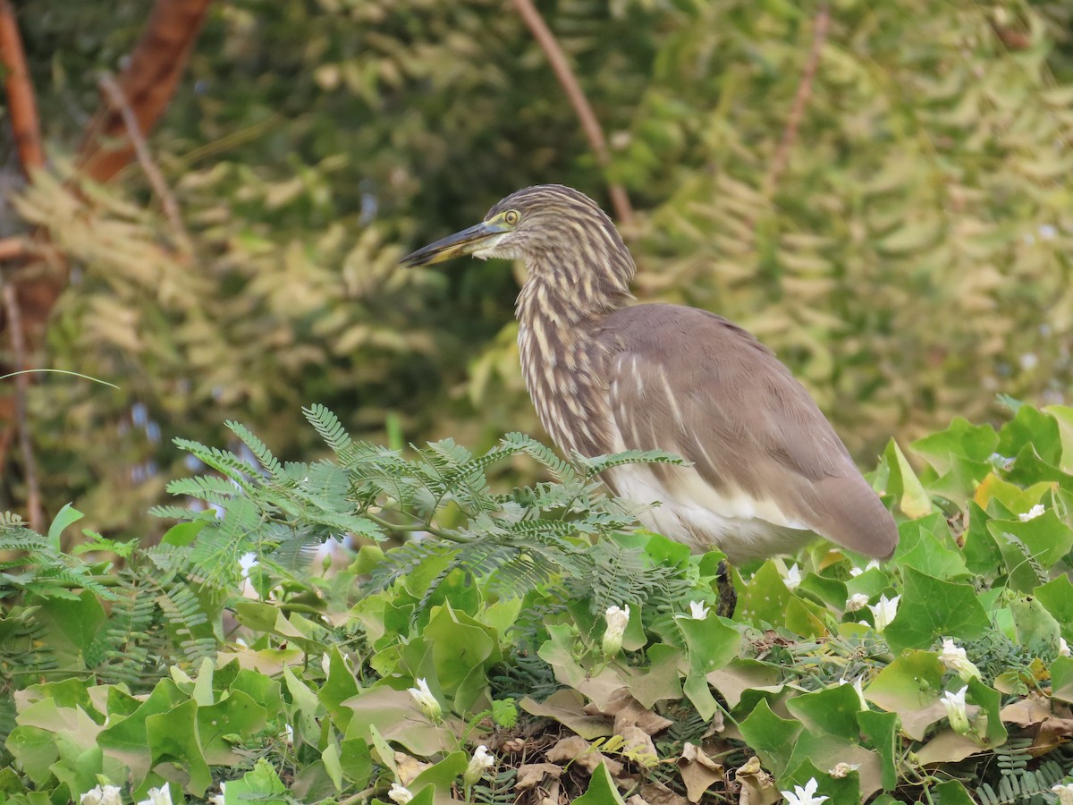 Hint Alaca Balıkçılı - ML646179856