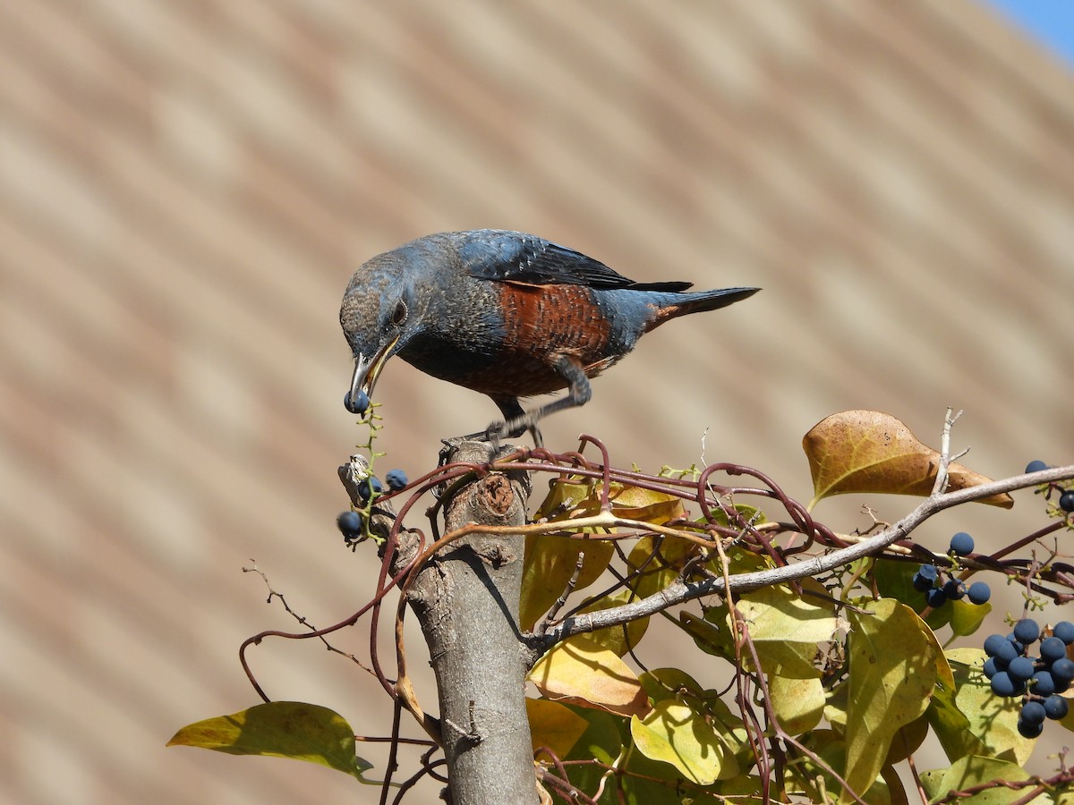 blåtrost - ML646179870